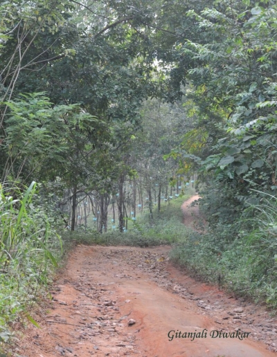 Keezharkuthu waterfall route in kerala