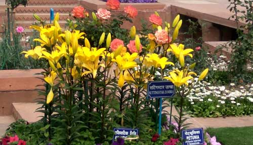 Close shot of flowers