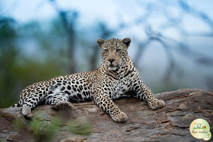 Jawai Leopard Safari - Online Booking, Timings, Pricing