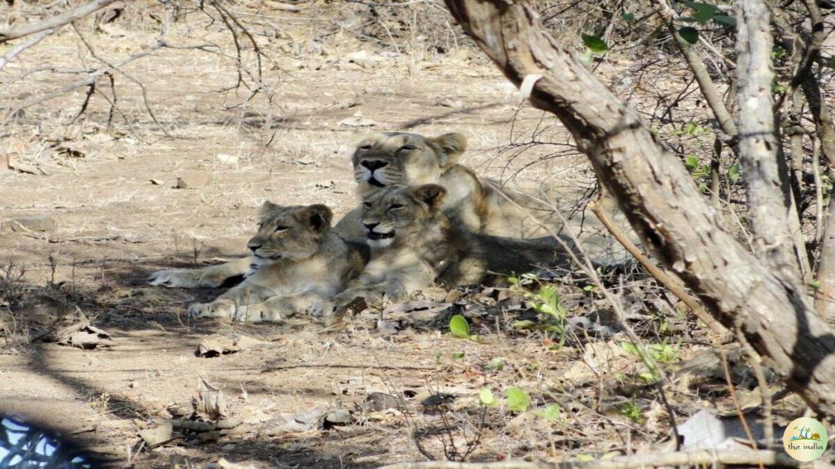 Thrilling Sasan Gir Tour Package (2 Nights-3 Days)