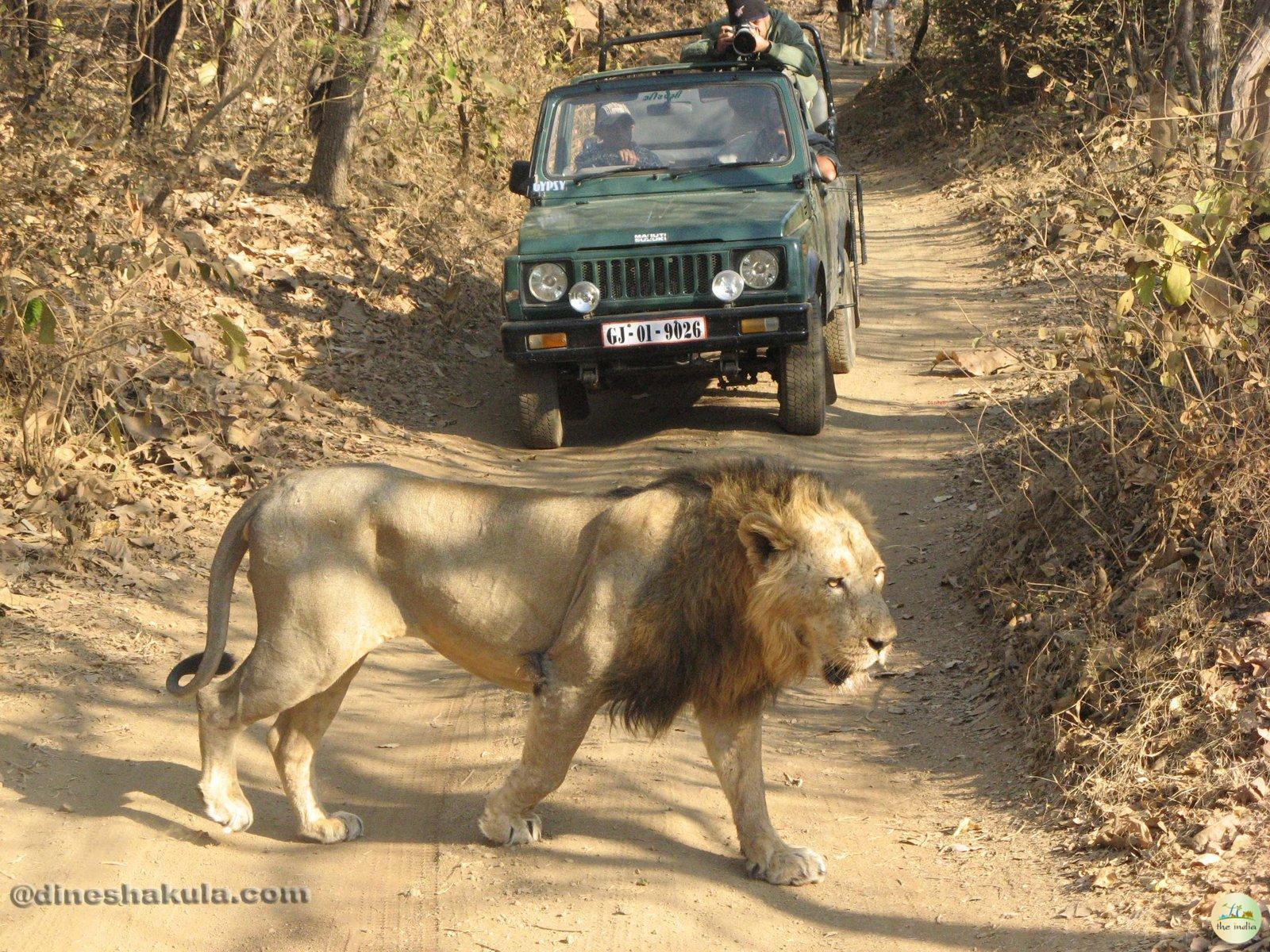 Gir Jungle Safari - Online Booking, Timings, Pricing