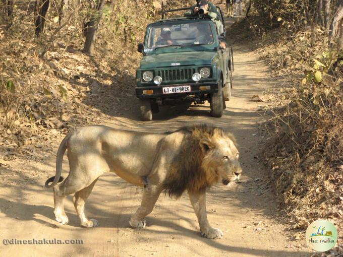 Gir Jungle Safari - Online Booking, Timings, Pricing