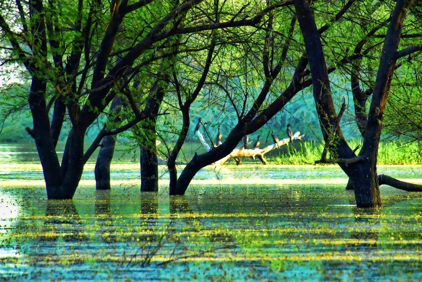 Thol Bird Sanctuary Ahmedabad