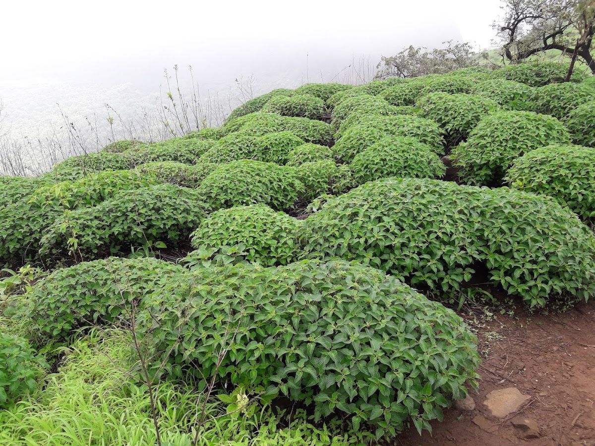 Harihar Fort Nashik Harihar Fort Nashik
