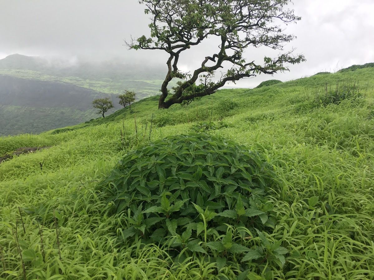 Harihar Fort Nashik
