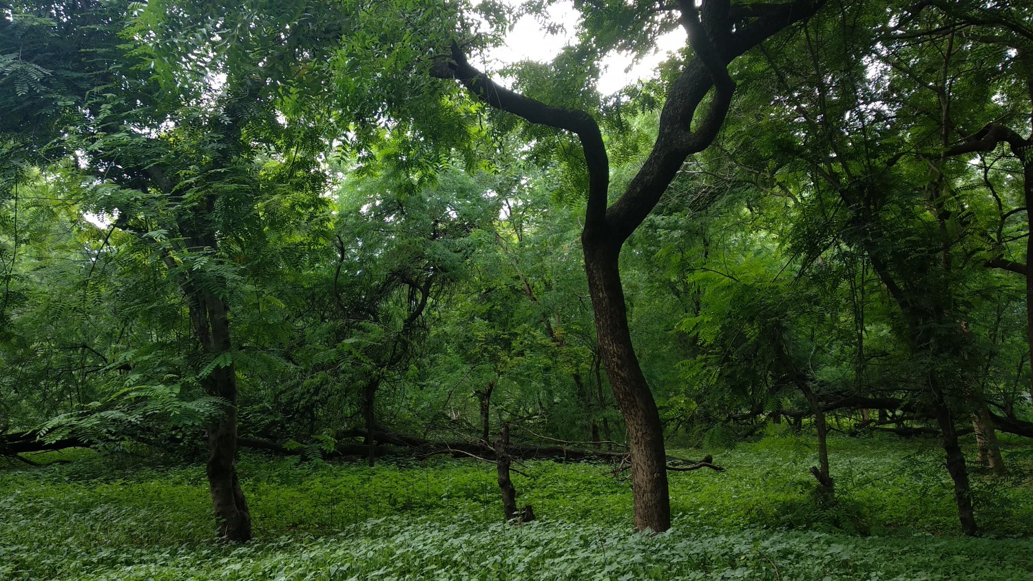Indroda Nature Park Ahmedabad Indroda Nature Park Ahmedabad