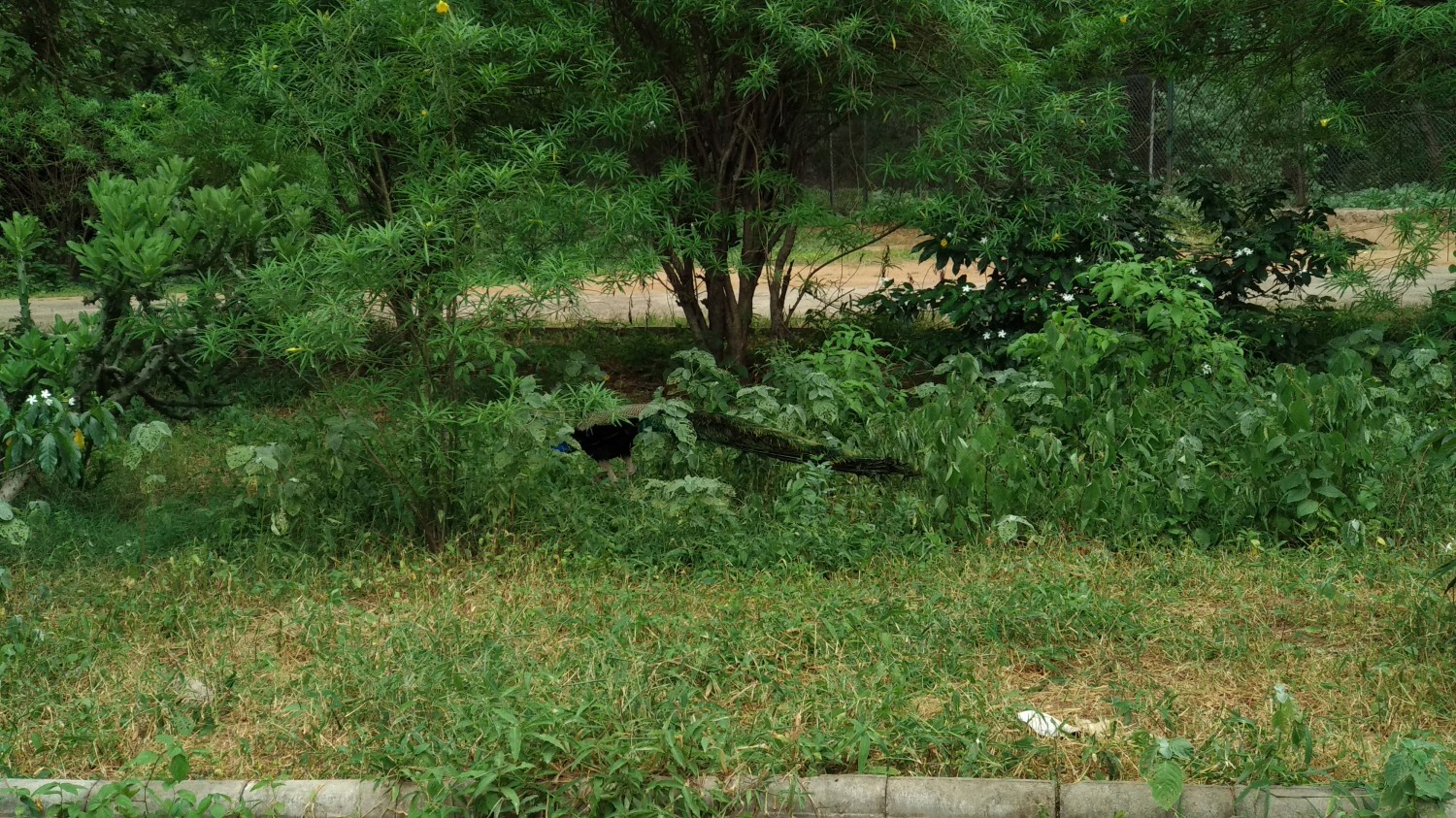 Indroda Nature Park Ahmedabad Indroda Nature Park Ahmedabad