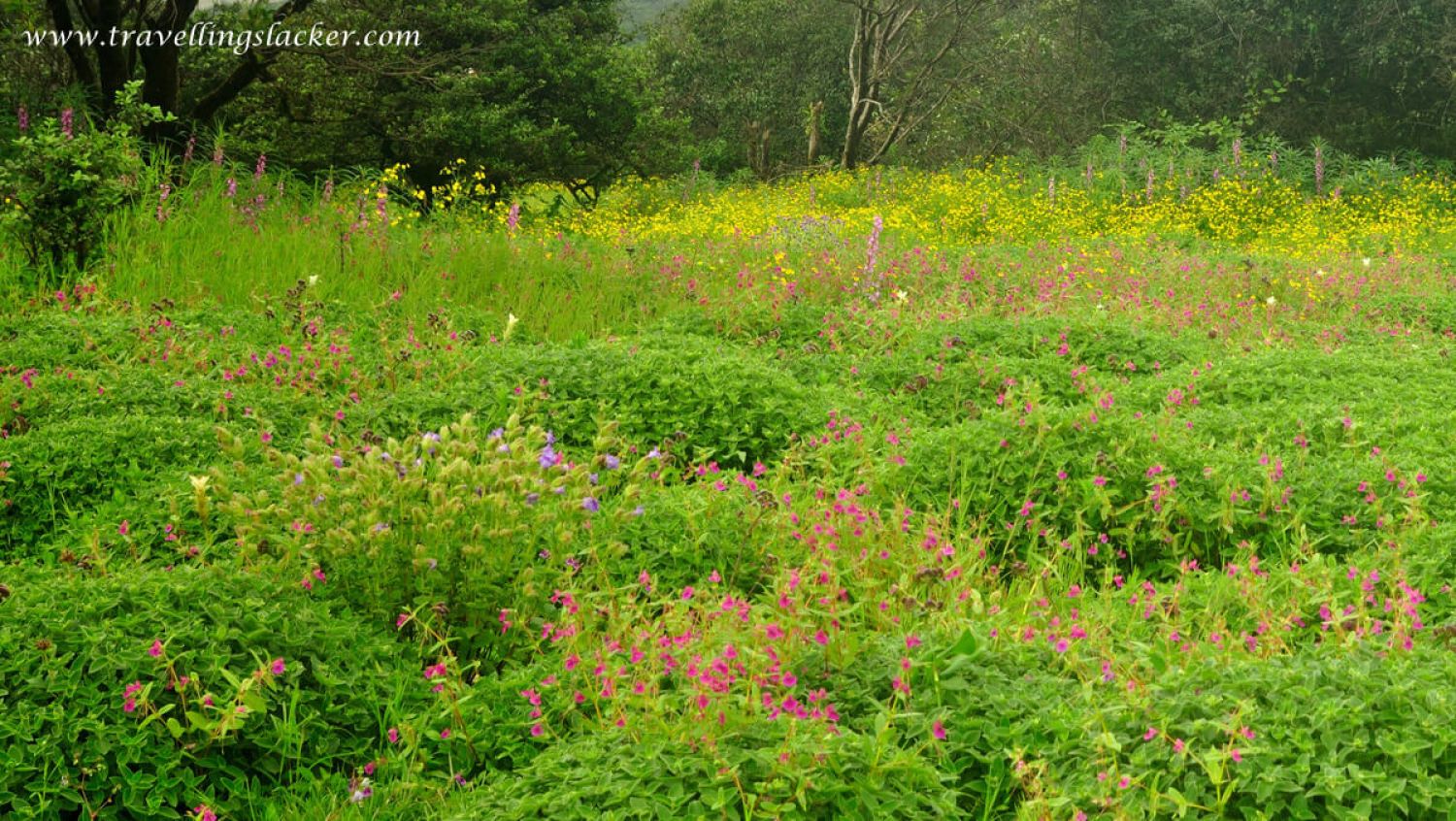 Kaas Plateau Satara Kaas Plateau Satara