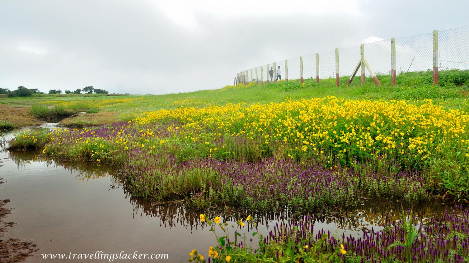 Kaas Plateau Satara Kaas Plateau Satara