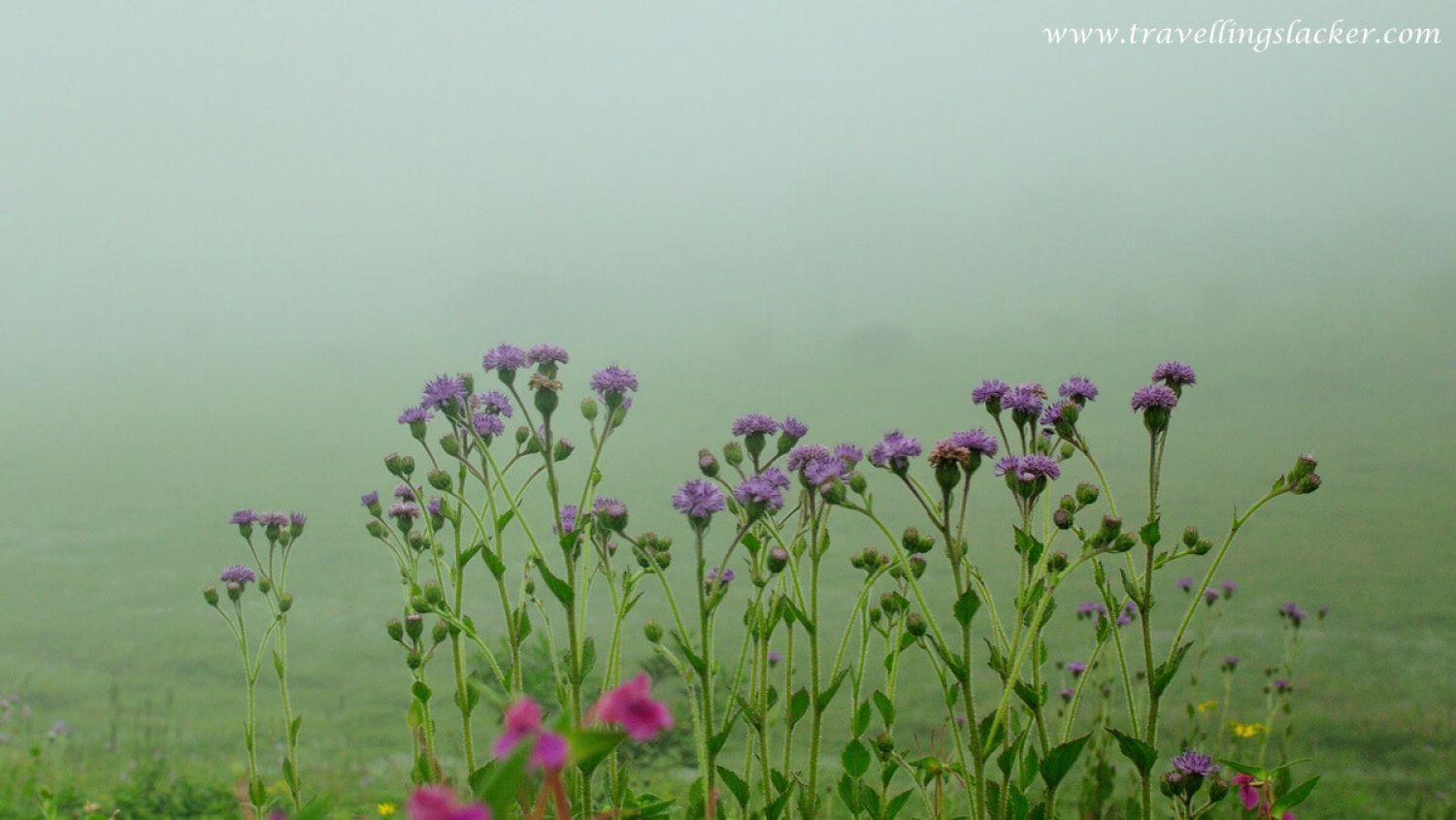 Kaas Plateau Satara Kaas Plateau Satara