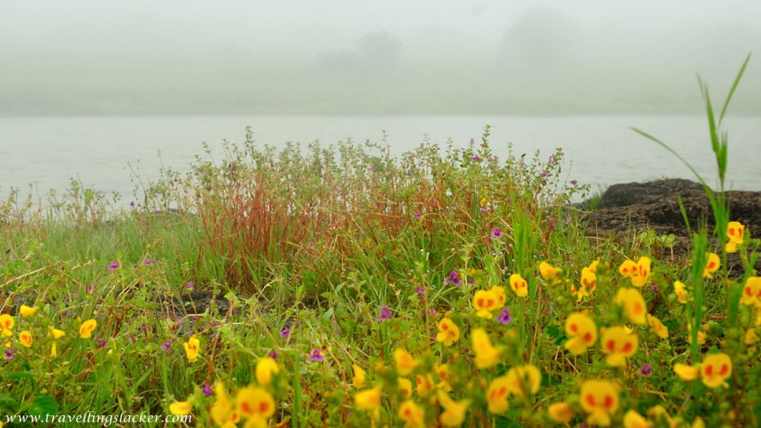 Kaas Plateau Satara Kaas Plateau Satara