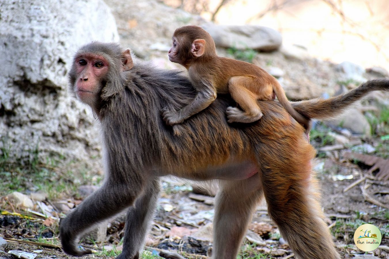 Monkey Point Kasauli Monkey Point Kasauli