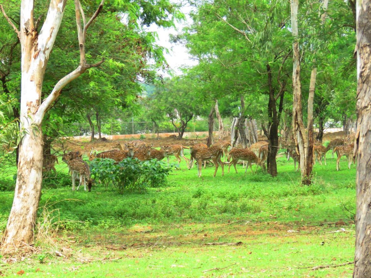 Nandanvan Jungle Safari Raipur Nandanvan Jungle Safari Raipur
