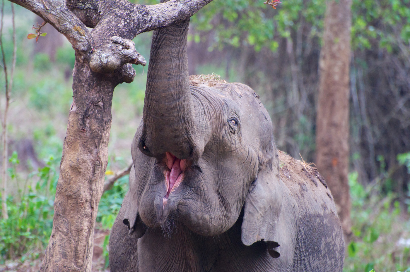 Coorg (MadiKeri) Madikeri Coorg (MadiKeri) Madikeri