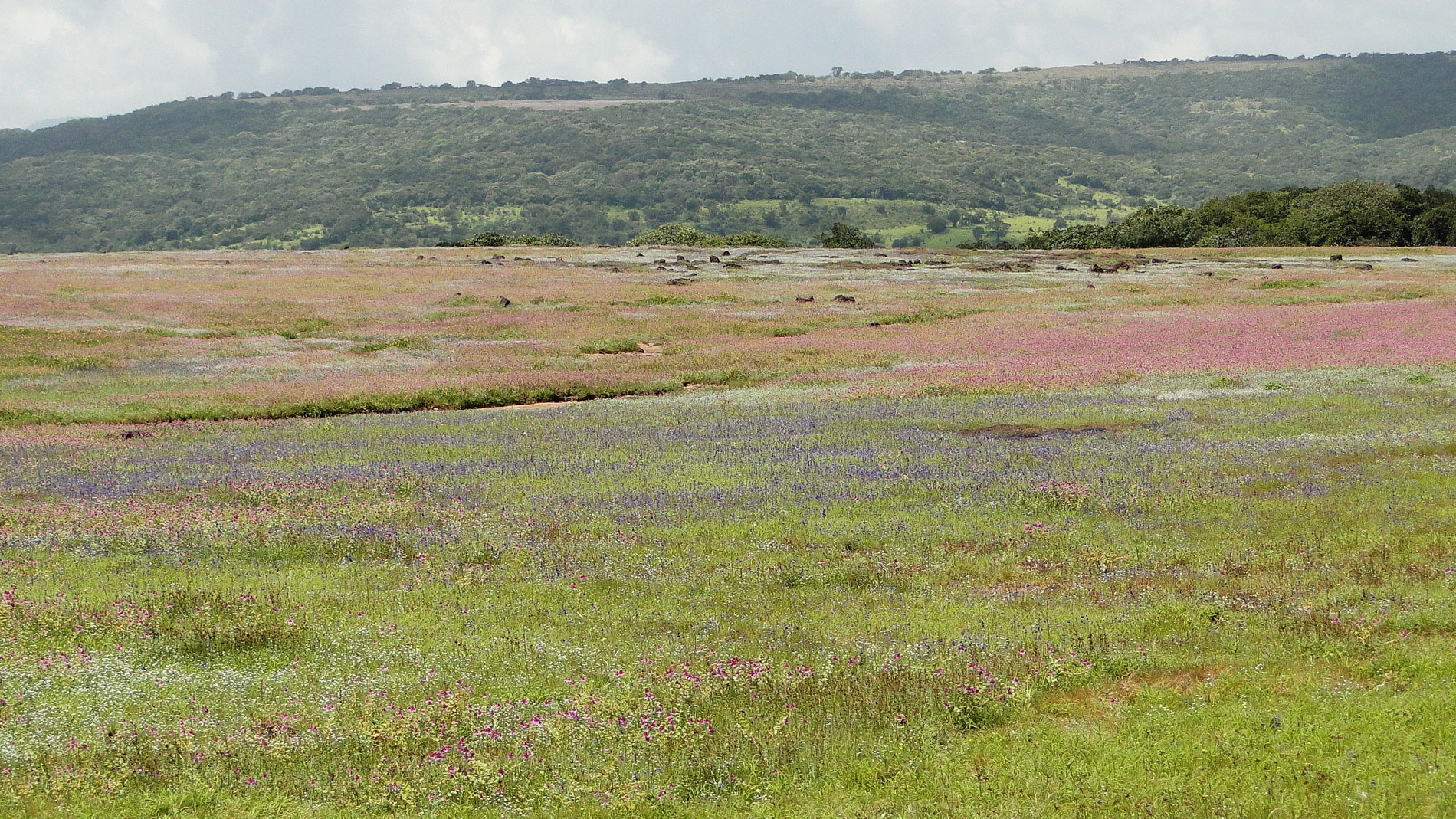 Kaas Plateau Satara Kaas Plateau Satara