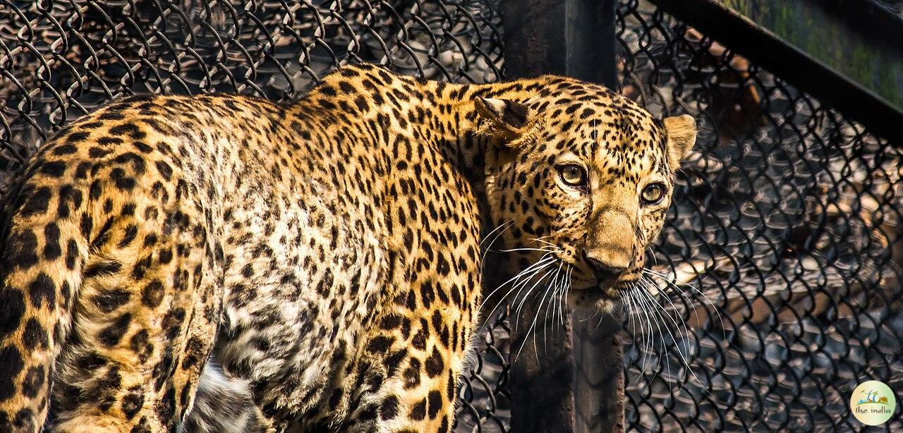 Alipore Zoological Garden Alipore Zoological Garden