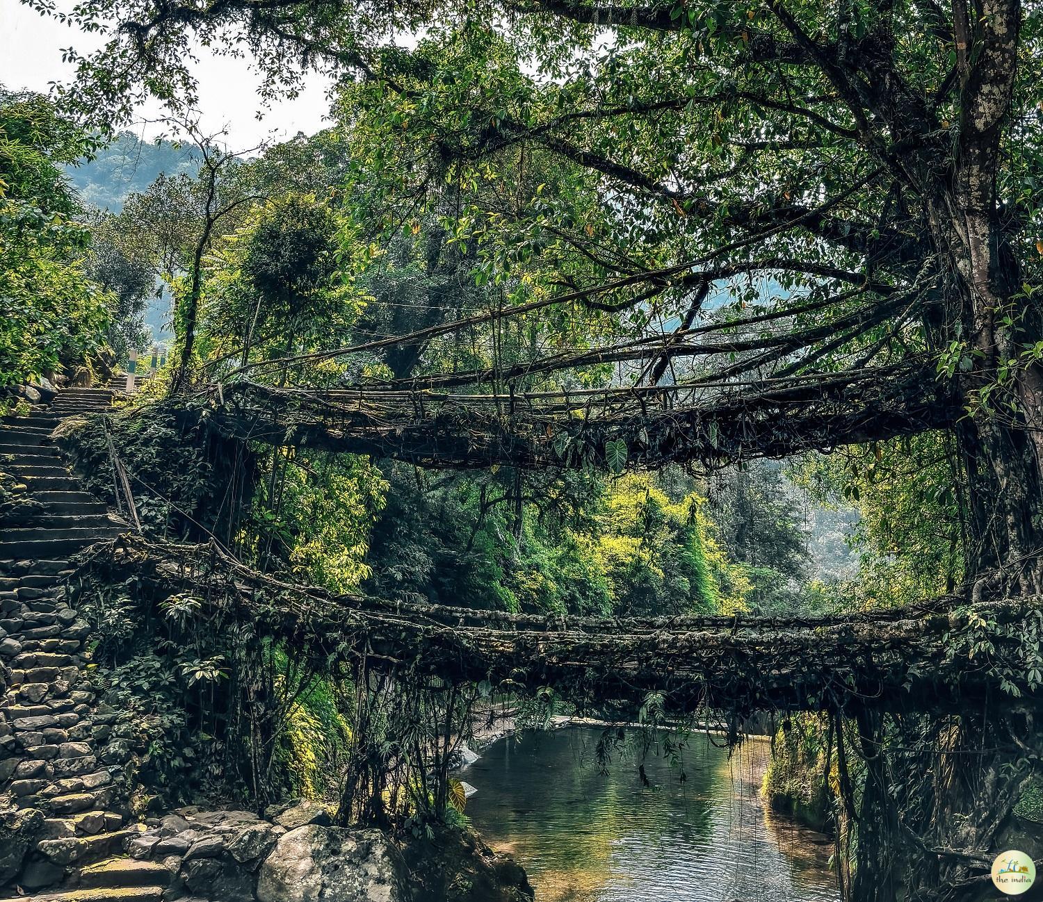 Double Decker Living Root Bridge Double Decker Living Root Bridge