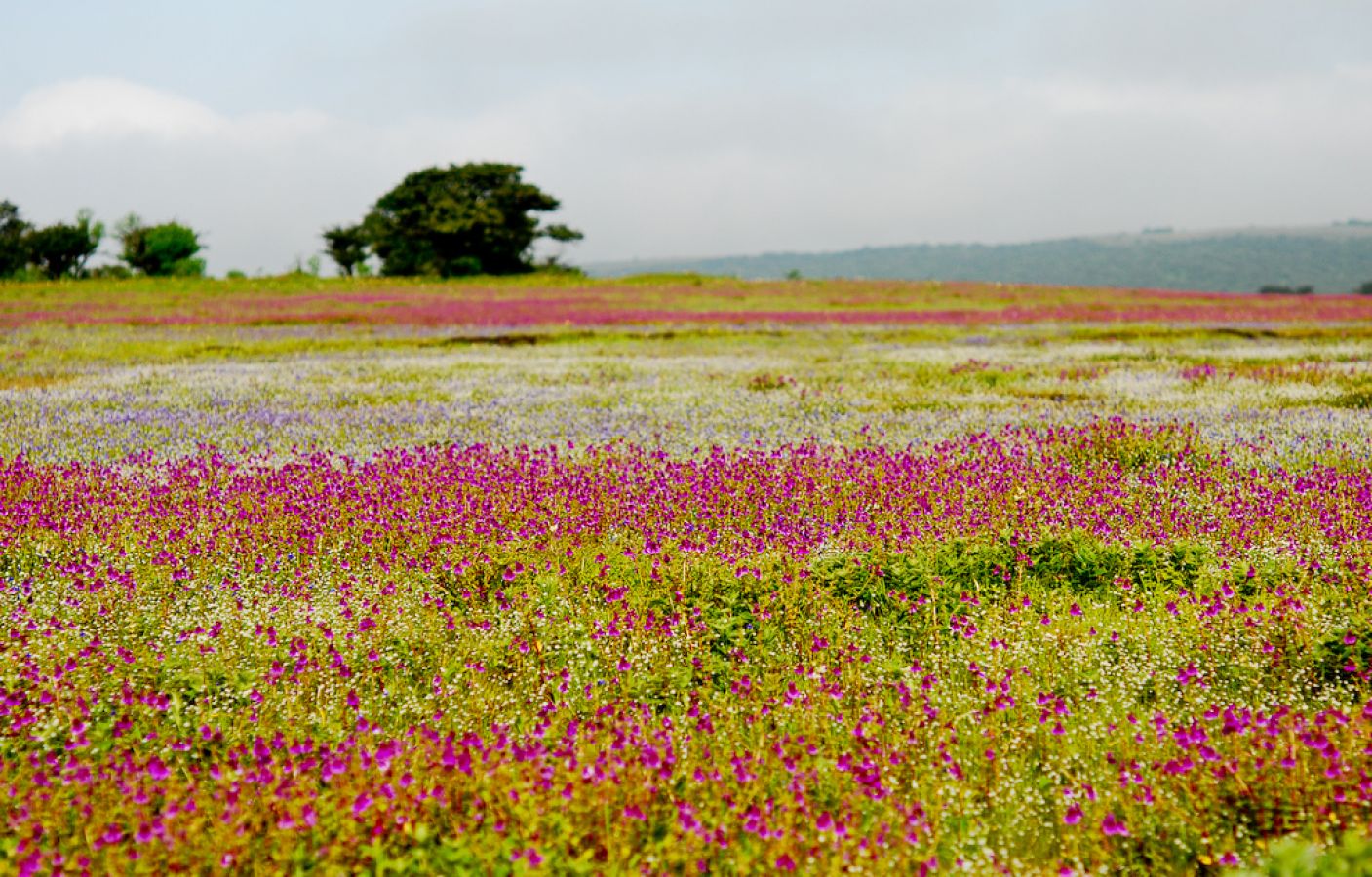 Kaas Plateau Satara Kaas Plateau Satara