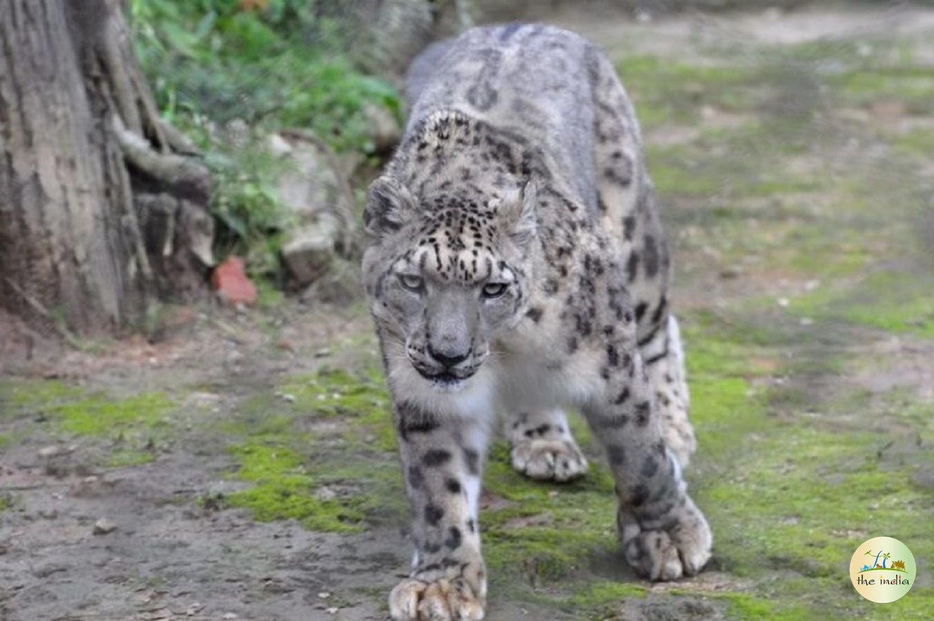 Himalayan Zoological Park Gangtok Himalayan Zoological Park Gangtok