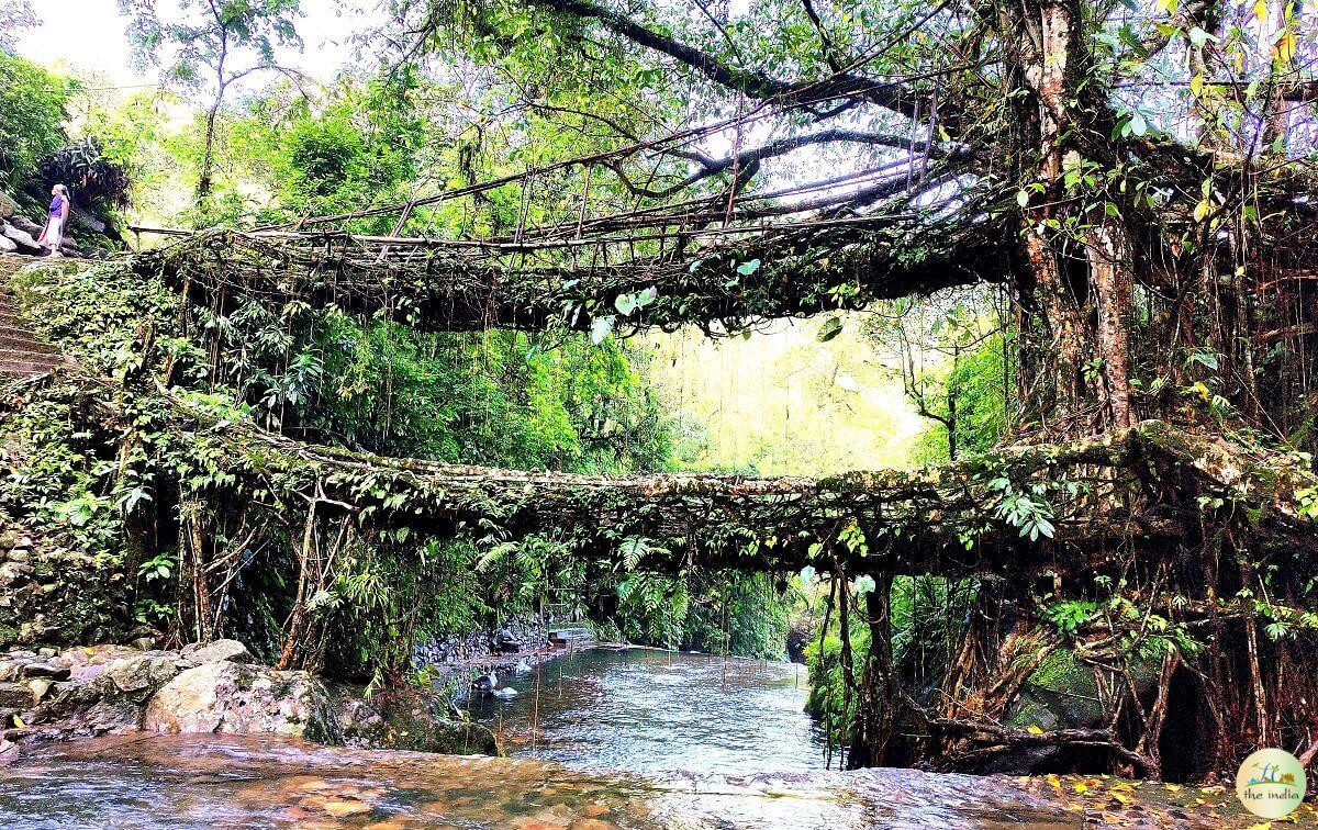 Double Decker Living Root Bridge Cherrapunji (Sohra) Double Decker Living Root Bridge Cherrapunji (Sohra)