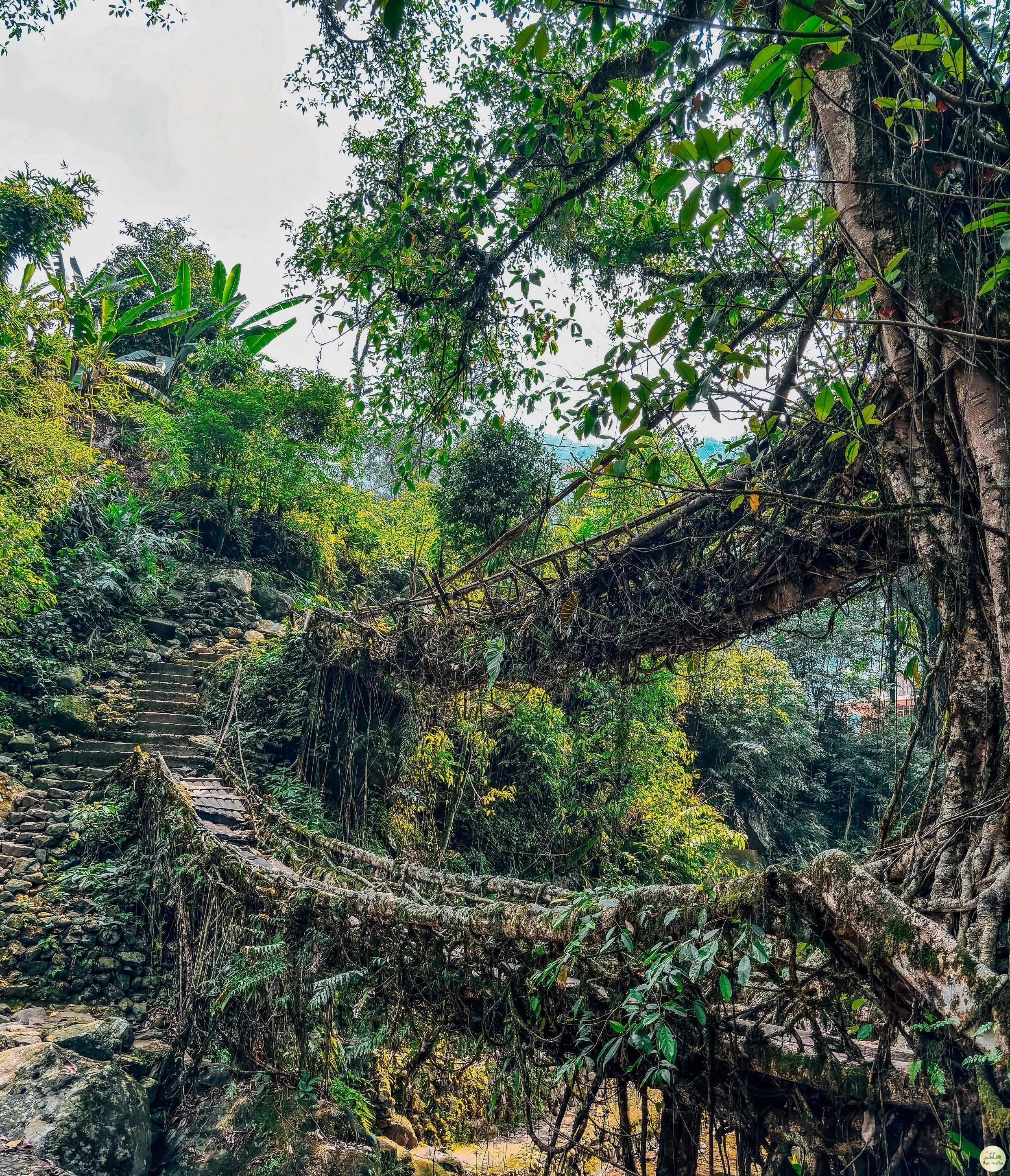 Double Decker Living Root Bridge Cherrapunji (Sohra) Double Decker Living Root Bridge Cherrapunji (Sohra)
