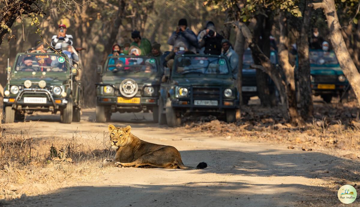 Gir Forest National Park Junagadh