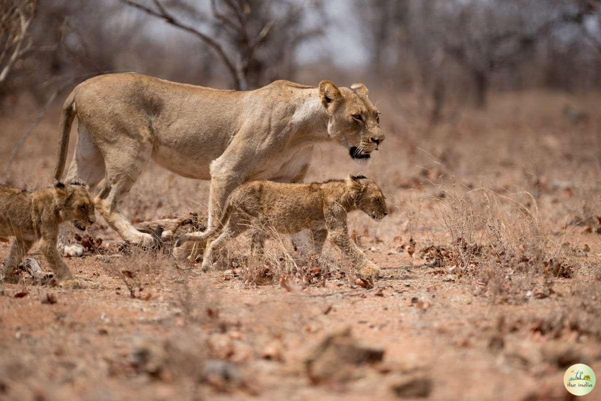 Gir Forest National Park Junagadh