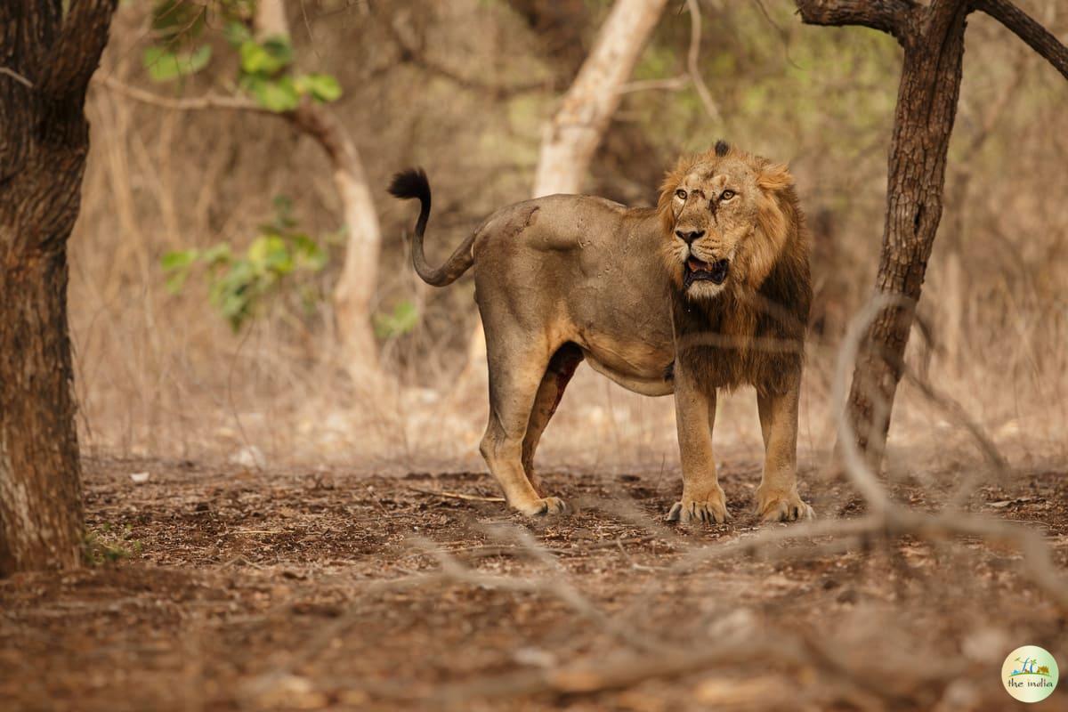 Gir Forest National Park Junagadh