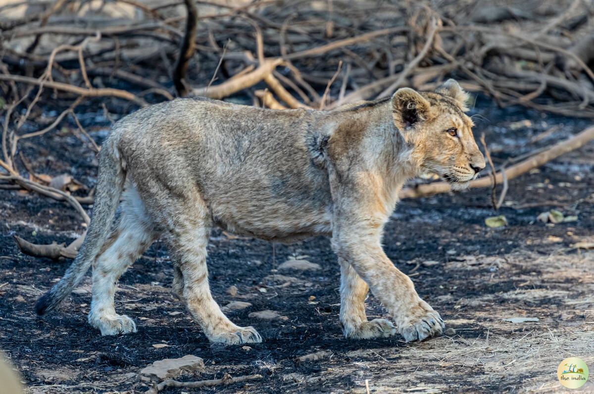 Gir Forest National Park Junagadh