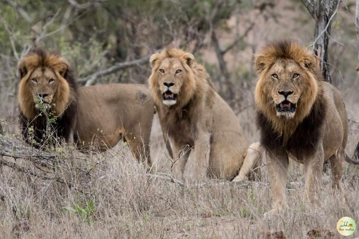 Gir Forest National Park Junagadh