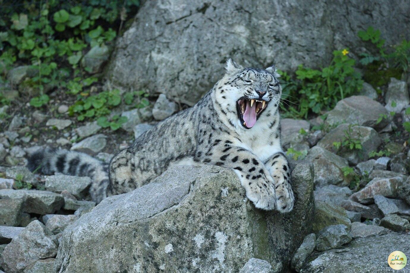 Hemis National Park Leh Hemis National Park Leh