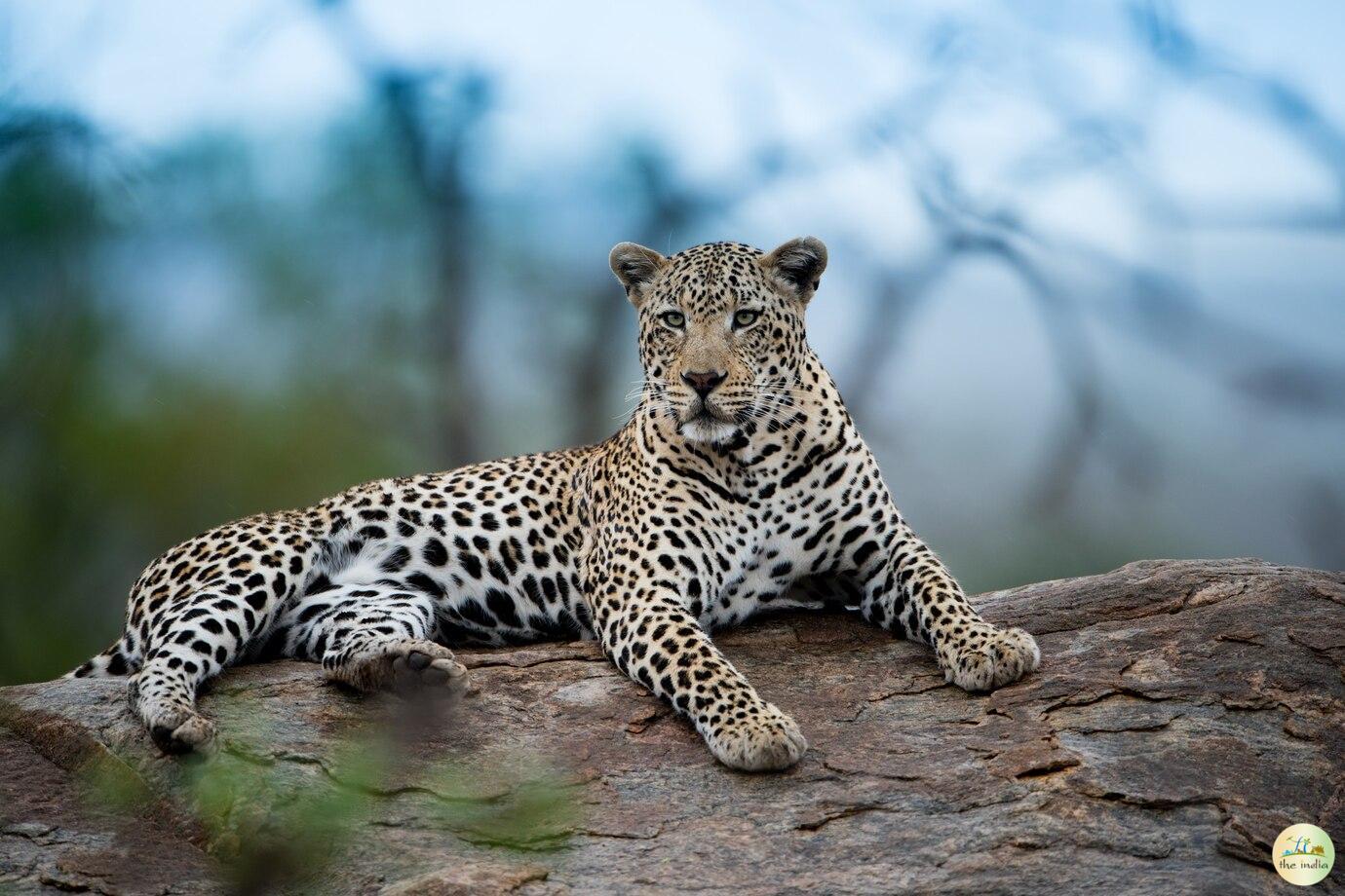 Hemis National Park Leh Hemis National Park Leh