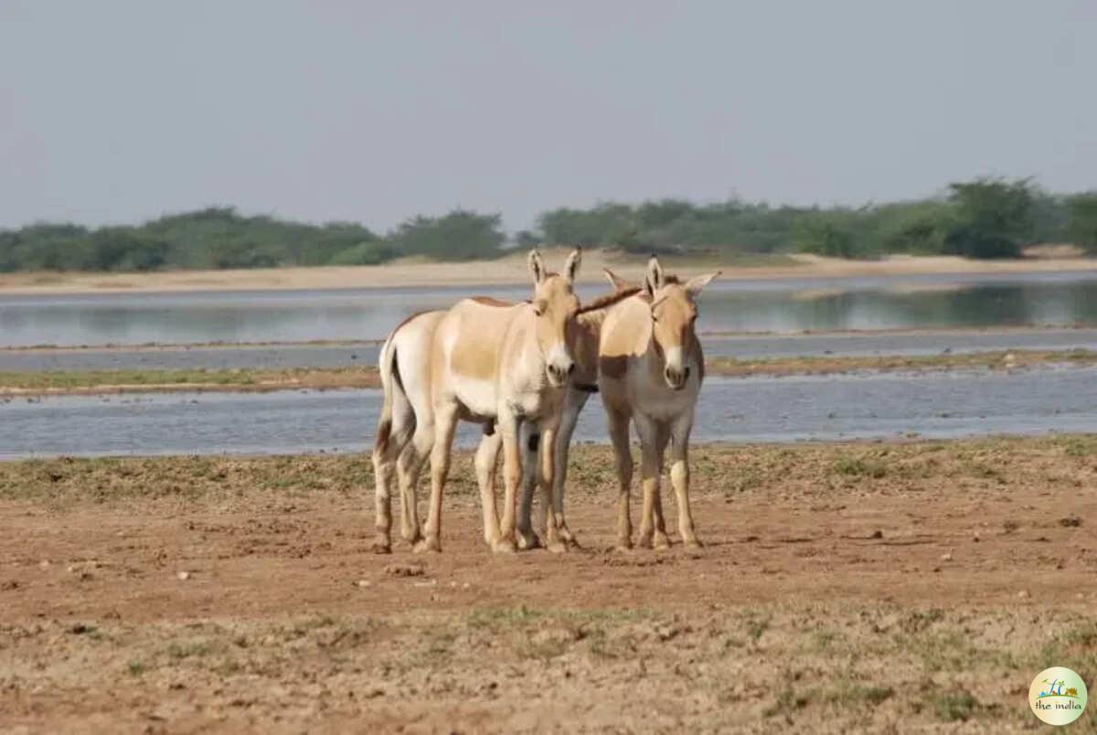 Kutch Desert Wildlife Sanctuary Amarapar Kutch Desert Wildlife Sanctuary Amarapar