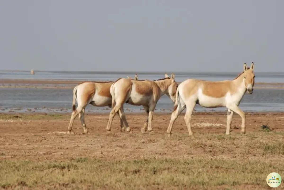 Kutch Desert Wildlife Sanctuary Amarapar Kutch Desert Wildlife Sanctuary Amarapar