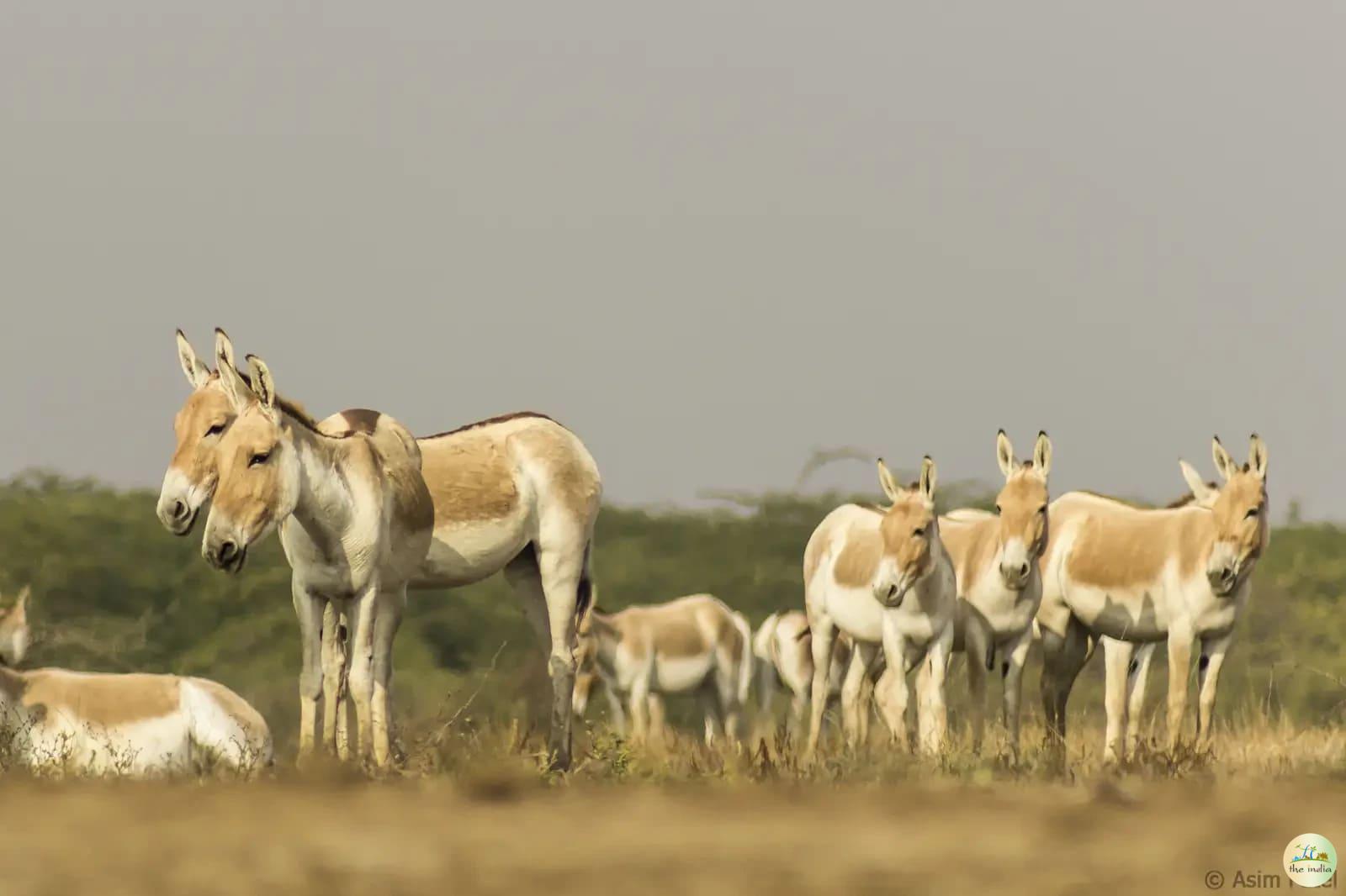 Kutch Desert Wildlife Sanctuary Amarapar Kutch Desert Wildlife Sanctuary Amarapar