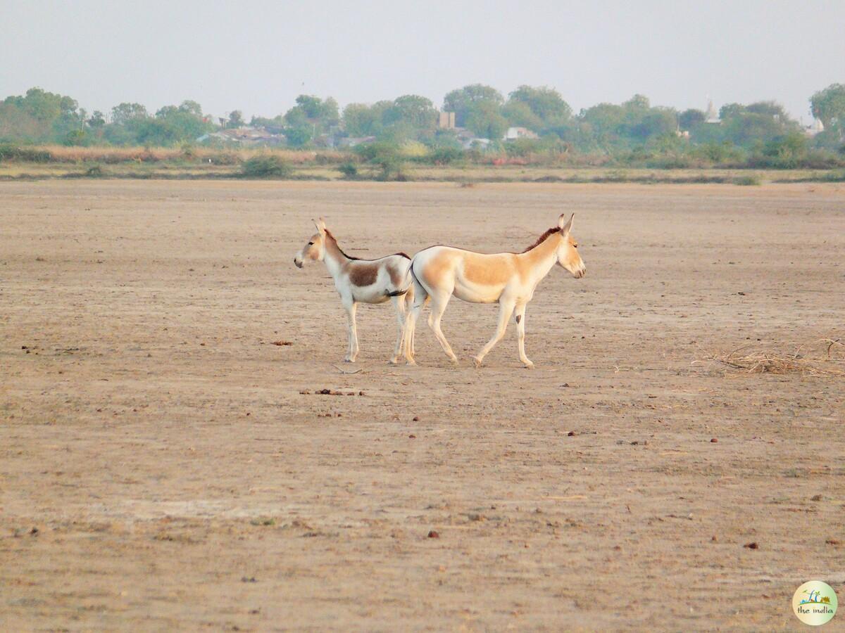 Little Rann of Kutch (LRK) Kutch Little Rann of Kutch (LRK) Kutch