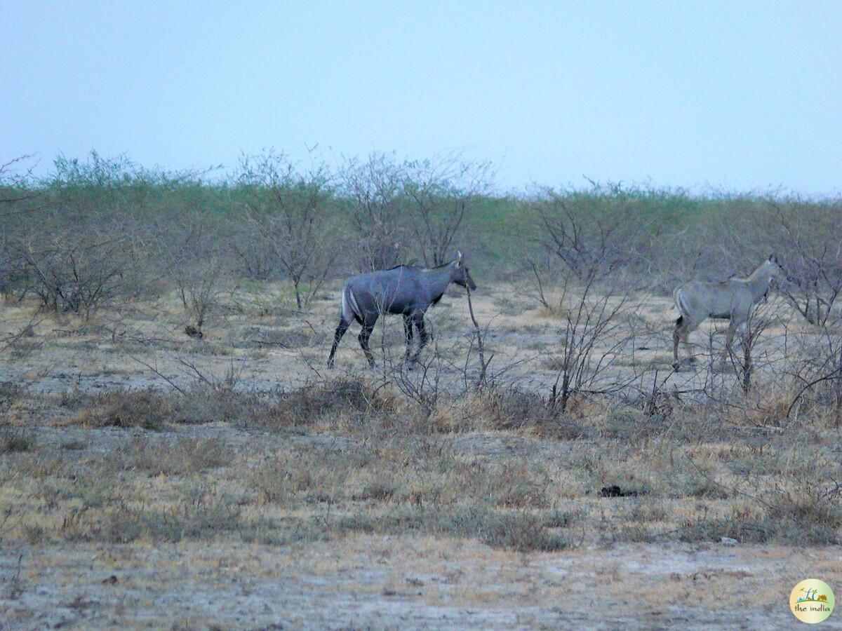 Little Rann of Kutch (LRK) Kutch Little Rann of Kutch (LRK) Kutch