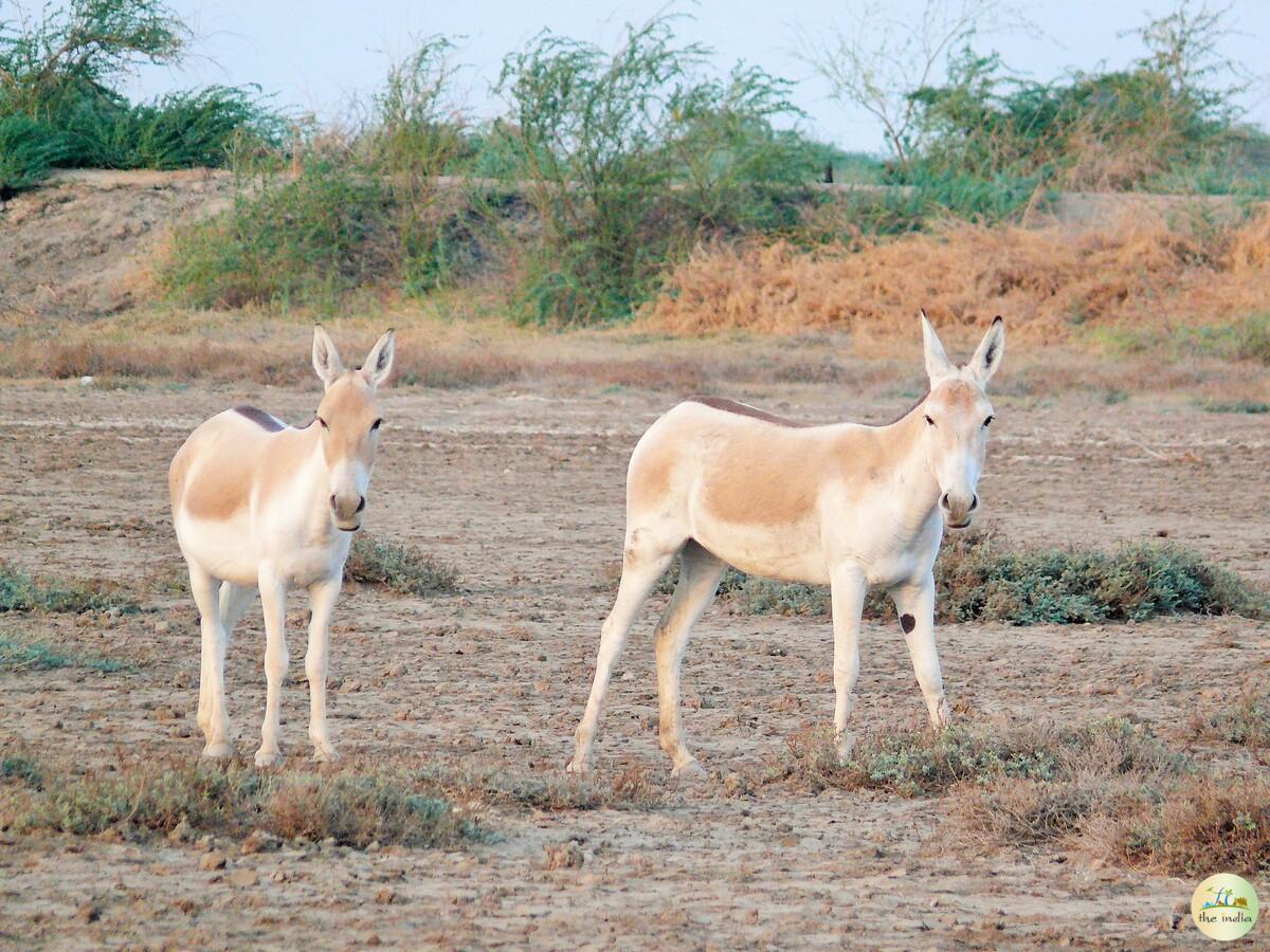 Little Rann of Kutch (LRK) Kutch Little Rann of Kutch (LRK) Kutch