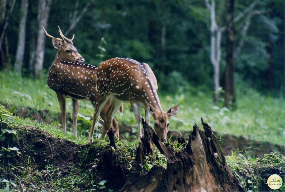Mhadei Wildlife Sanctuary Candolim