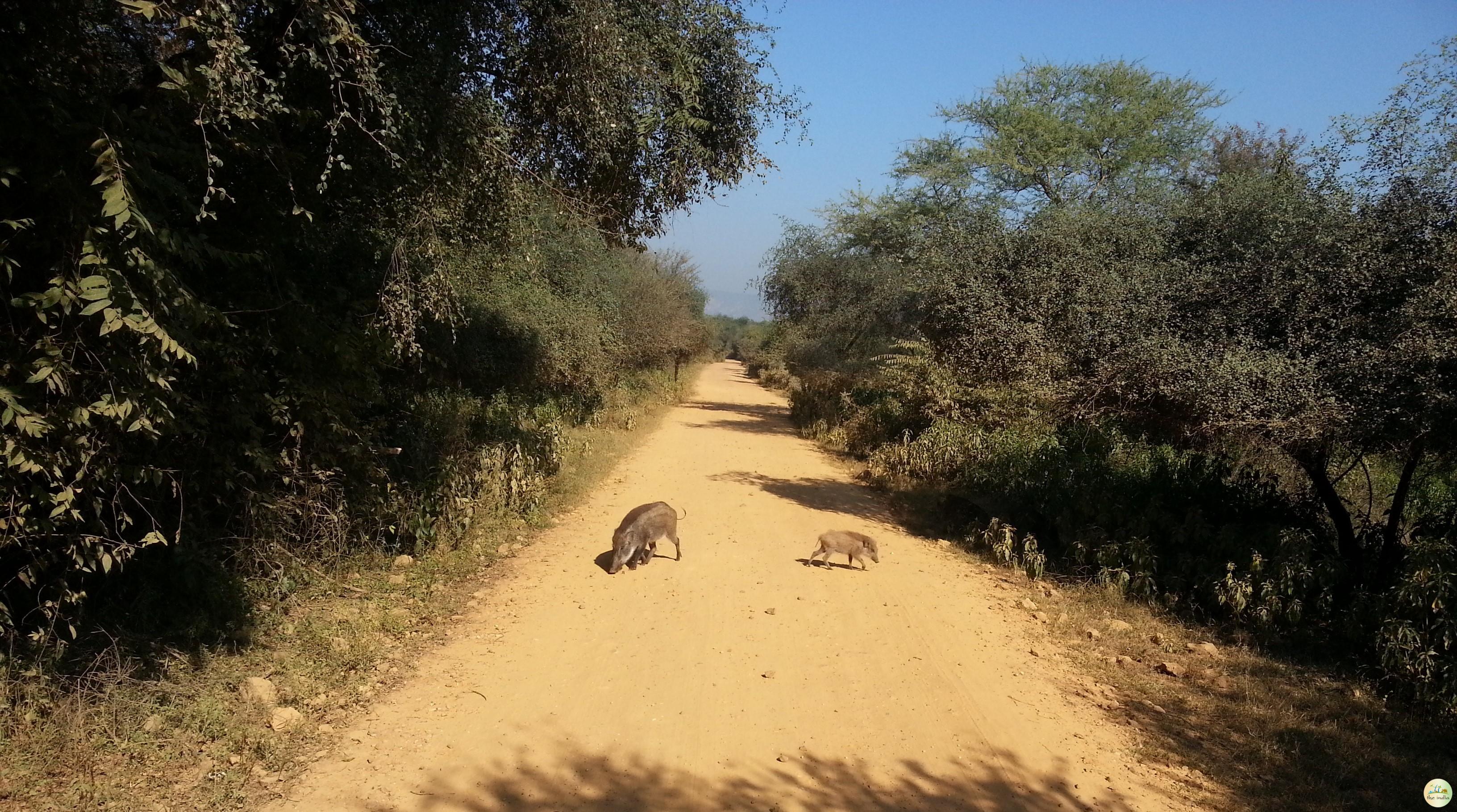 Sariska National Park Alwar