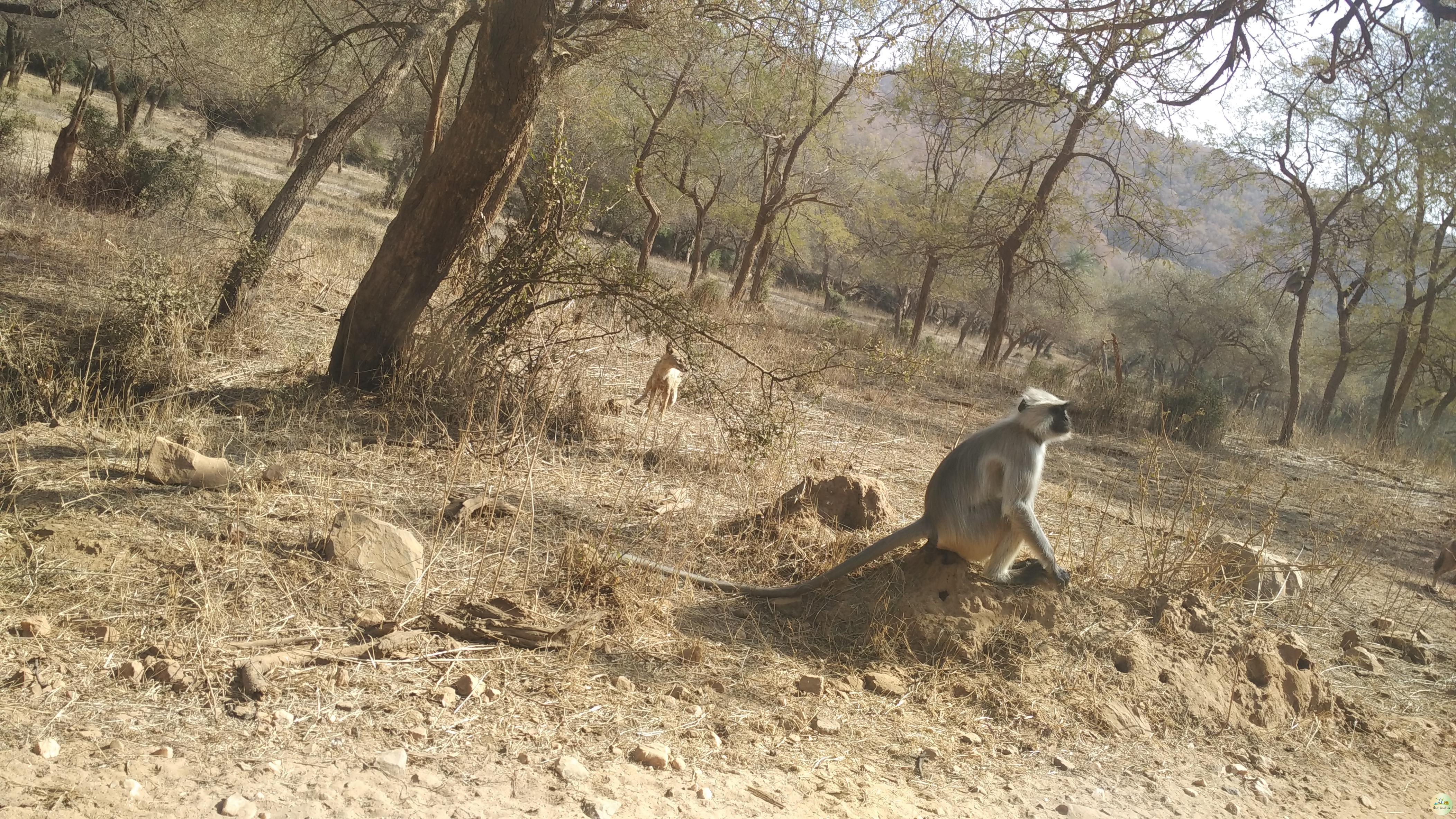 Sariska National Park Alwar