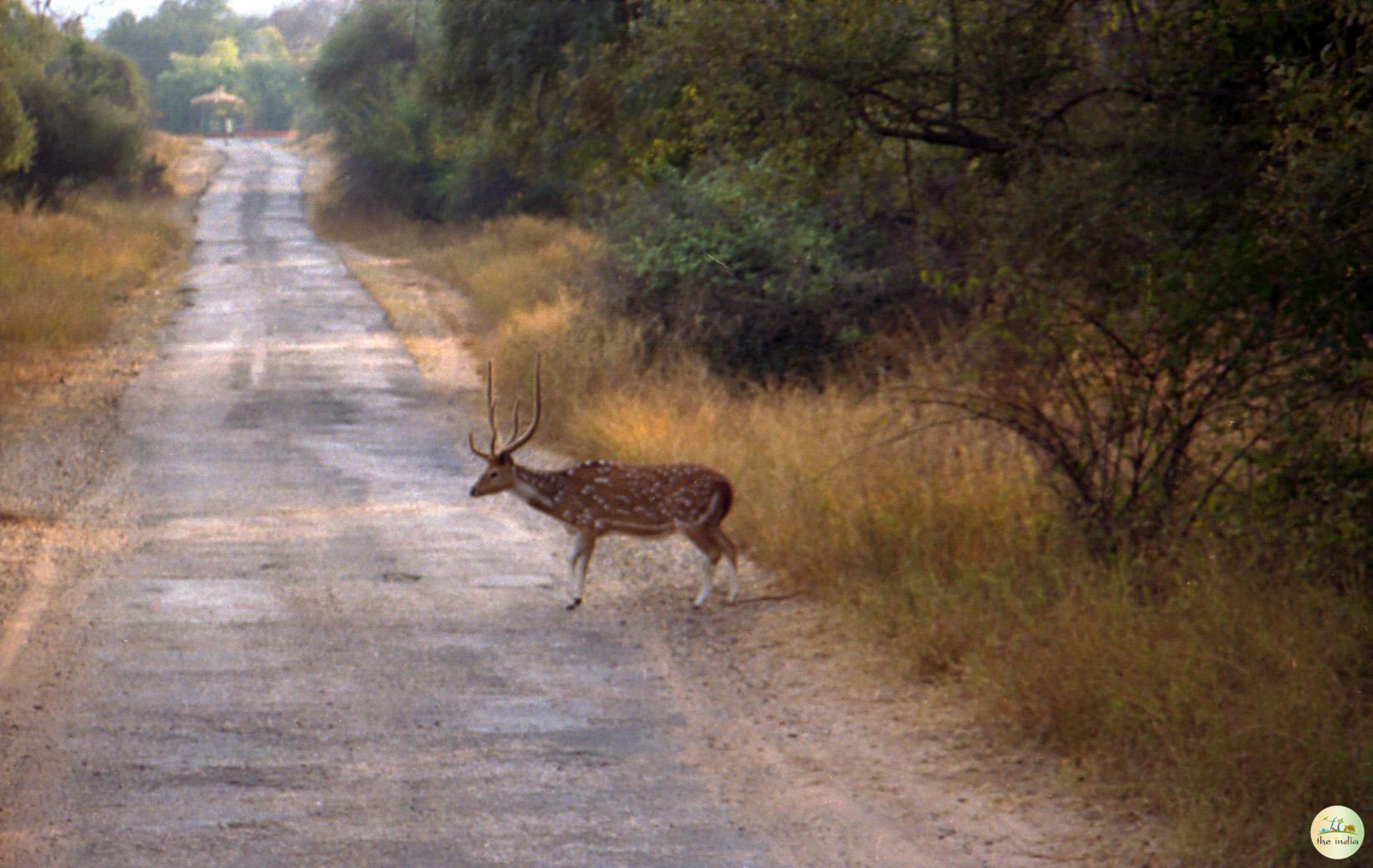 Sariska National Park Alwar