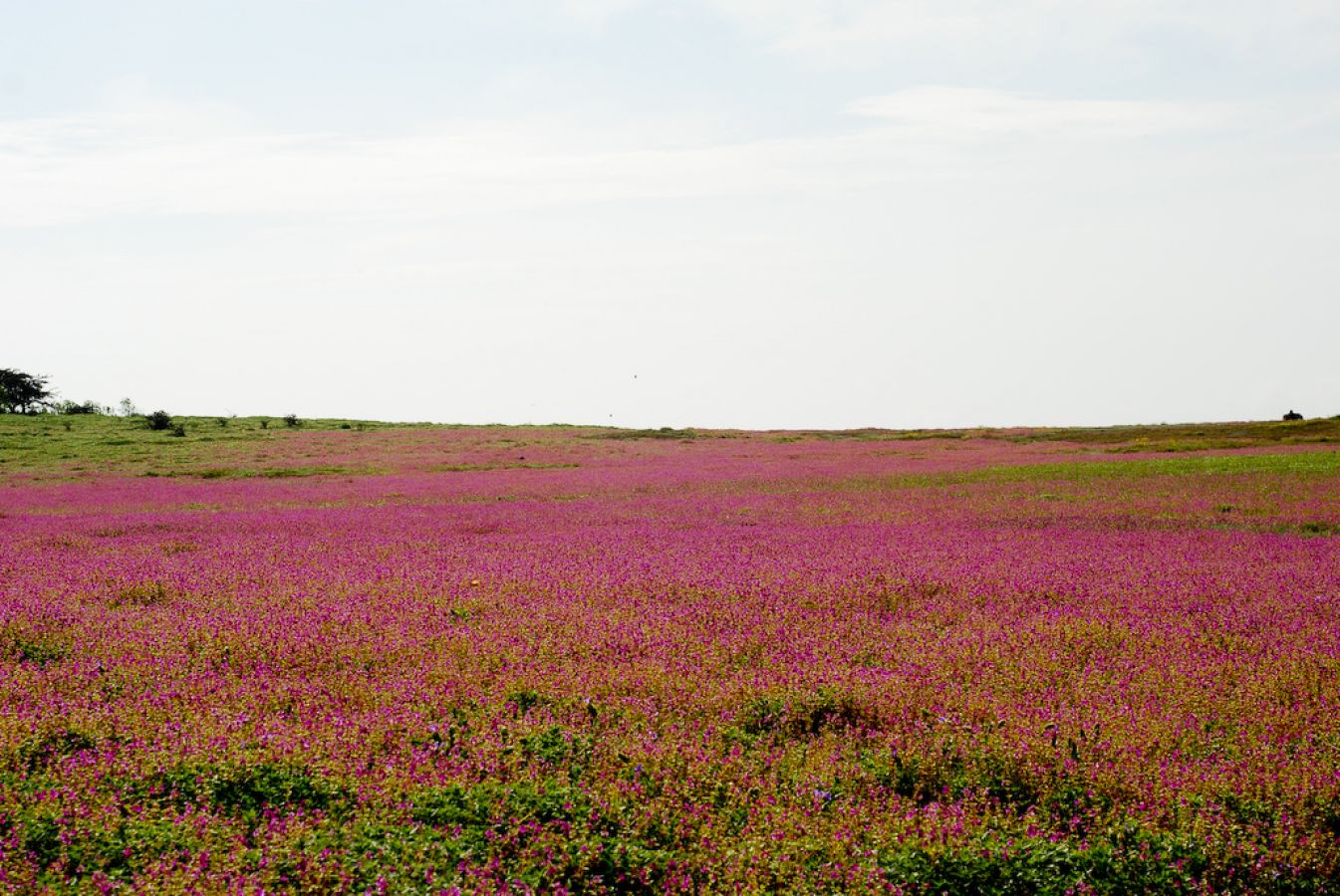 Kaas Plateau Satara Kaas Plateau Satara