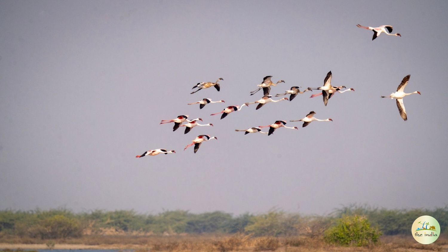 Kutch Desert Wildlife Sanctuary Amarapar Kutch Desert Wildlife Sanctuary Amarapar
