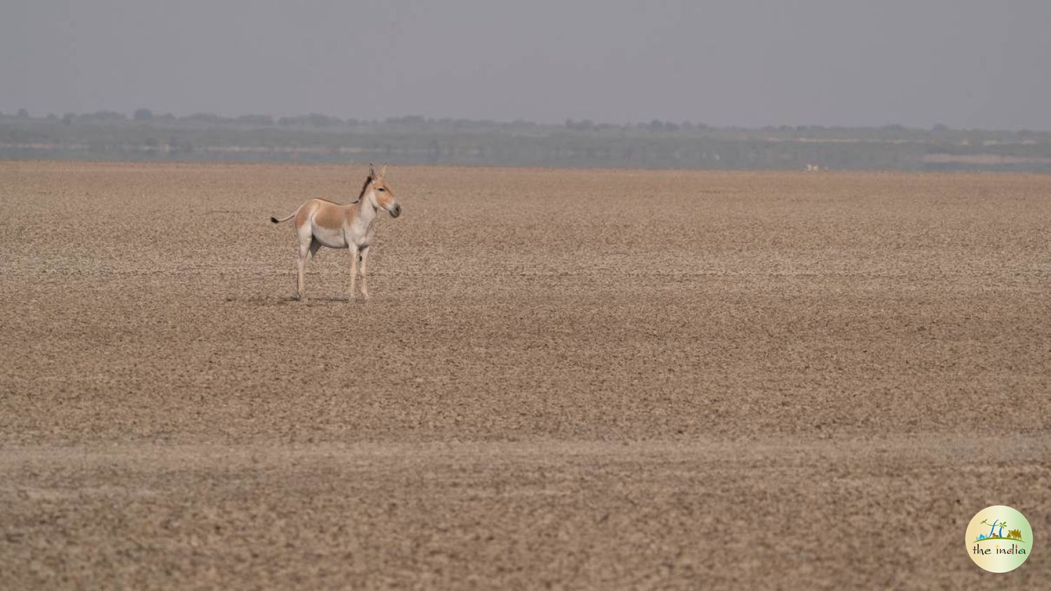 Kutch Desert Wildlife Sanctuary Amarapar Kutch Desert Wildlife Sanctuary Amarapar