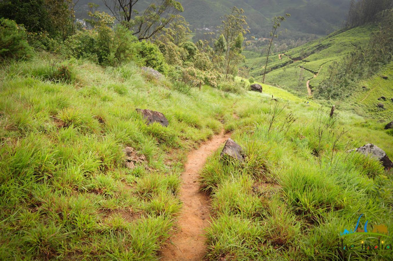 Grassland Munnar Grassland Munnar