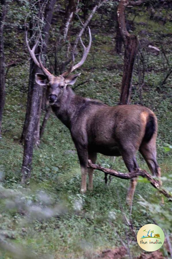 Shoolpaneshwar Wildlife Sanctuary Statue of Unity Shoolpaneshwar Wildlife Sanctuary Statue of Unity