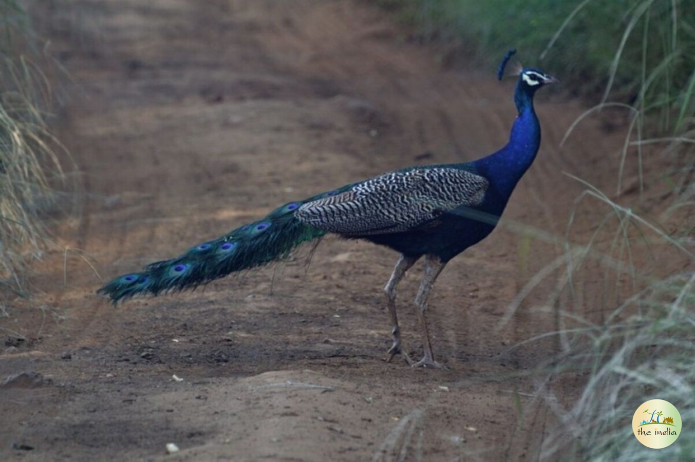 Shoolpaneshwar Wildlife Sanctuary Statue of Unity Shoolpaneshwar Wildlife Sanctuary Statue of Unity