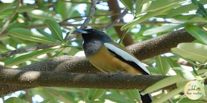 Sakkarbaug Zoological Park